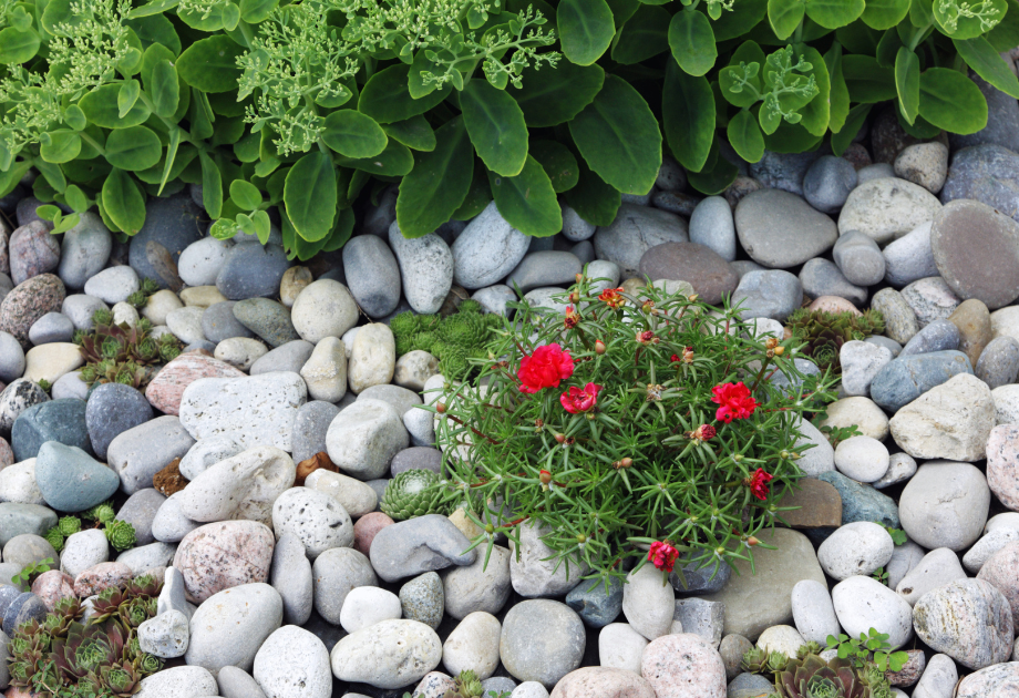 garden rocks surrounding a plant with red blooms